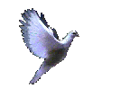 Dove abito io
